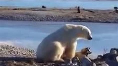 K­u­t­u­p­ ­a­y­ı­s­ı­ ­i­l­e­ ­k­ö­p­e­ğ­i­n­ ­m­u­h­t­e­ş­e­m­ ­d­o­s­t­l­u­ğ­u­